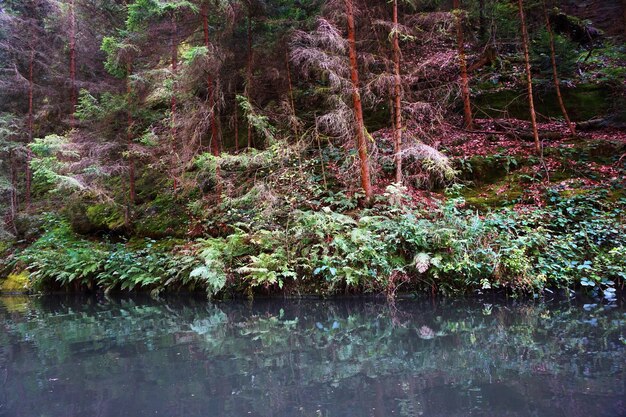 Piante per lago in foresta