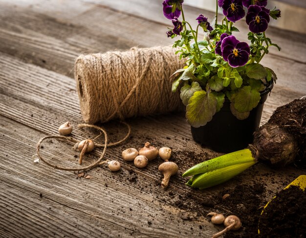 Piante per piantare e accessori da giardino