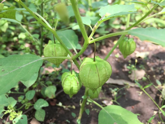 Piante Physalis che crescono nel cortile, che sono ancora crude