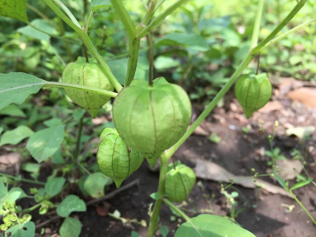 Piante Physalis che crescono nel cortile, che sono ancora crude