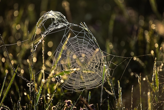 Piante primaverili verdi con gocce d'acqua di rugiada e ragnatela brillante, sfondo naturale macro soleggiato