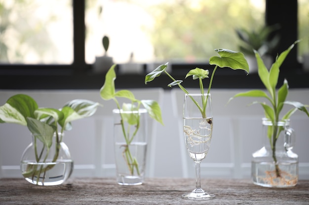 Piante propagate dall'acqua in una tazza di vetro trasparente e una bottiglia su un tavolo di legno davanti alla finestra