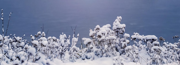 Piante ricoperte di soffice neve sulla riva del panorama fluviale
