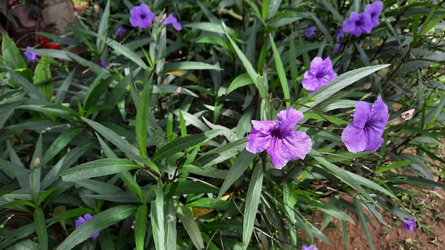 Piante rigogliose con fiori viola che sbocciano durante il giorno