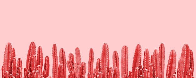 Piante rosse del cactus su fondo rosa