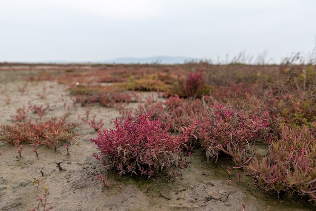 Piante rosse o verdi su terreno alcalino salino