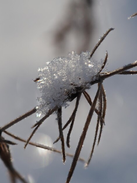 piante secche coperte di neve