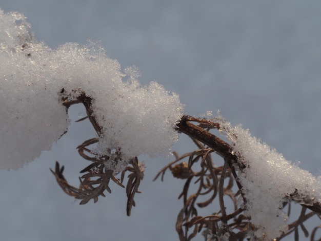 piante secche coperte di neve