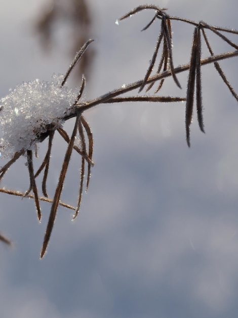 piante secche coperte di neve