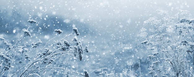 Piante secche innevate in un campo in inverno durante la nevicata in tenui toni azzurri