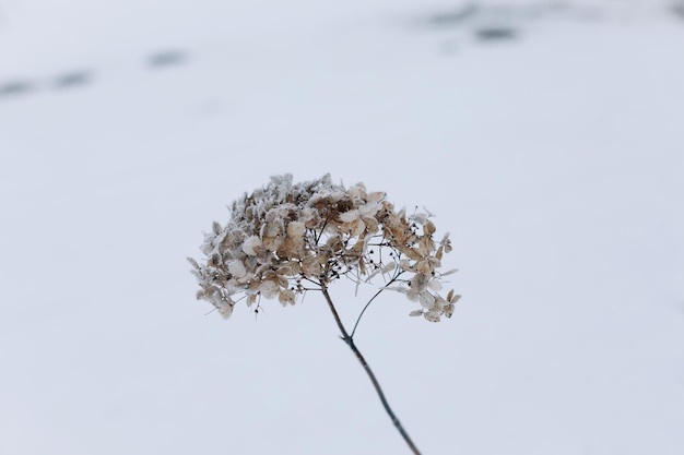 Piante selvatiche congelate e ricoperte di neve e ghiaccio nel prato