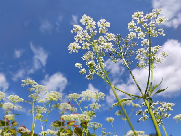 Piante selvatiche contro il cielo