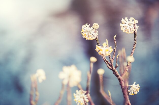 Piante selvatiche in fiore. Messa a fuoco selettiva, filtro vintage. Sfondo della natura primaverile