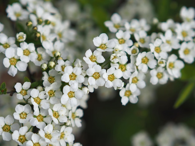 piante selvatiche. Primo piano dei fiori di ciliegio dell'uccello (Prunus padus). Regione di Leningrado, Russia