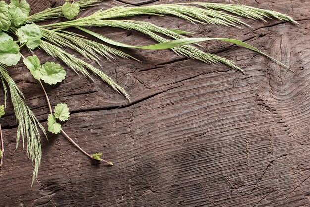 Piante selvatiche su vecchio fondo di legno scuro