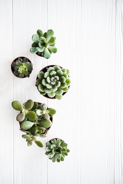 Piante serre in vaso succulentson bianco pulito in legno backg