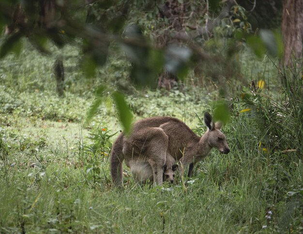 Piante su campi erbosi