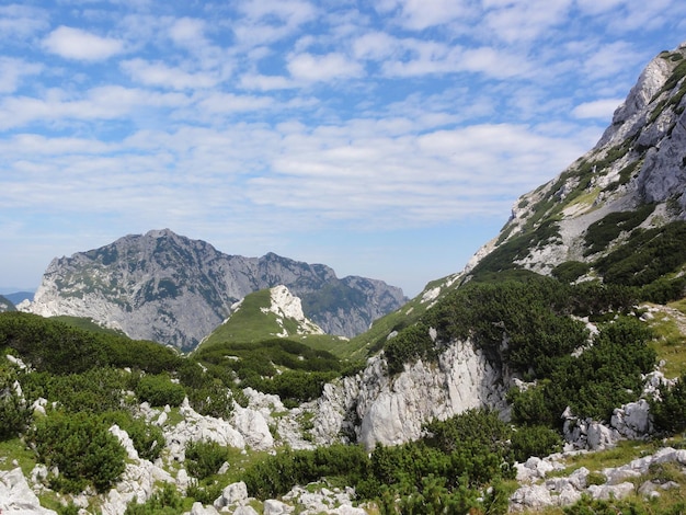 Piante su paesaggi rocciosi