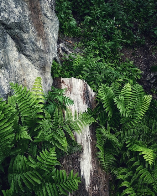 Piante su roccia in foresta