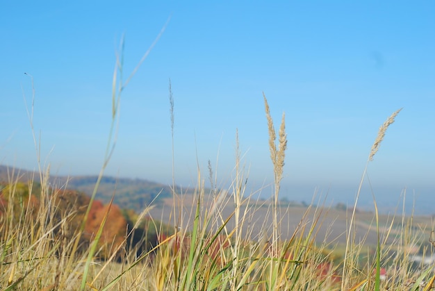 Piante su una collina contro un cielo blu.