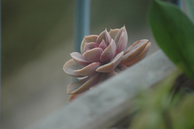 Piante succulente in casa
