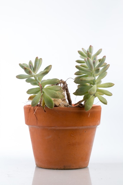 Piante succulente in un vaso isolato