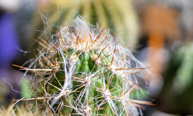 piante succulentescactus e fiori isolati o in gardensun