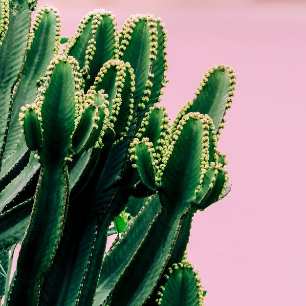 Piante sul concetto rosa. Cactus su sfondo muro rosa. Atmosfera alla moda dei cactus