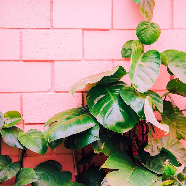 piante sull'arte della moda rosa. verde su muro rosa