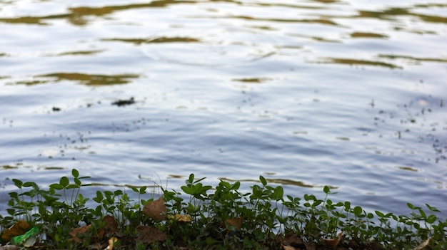 Piante sulla riva del lago