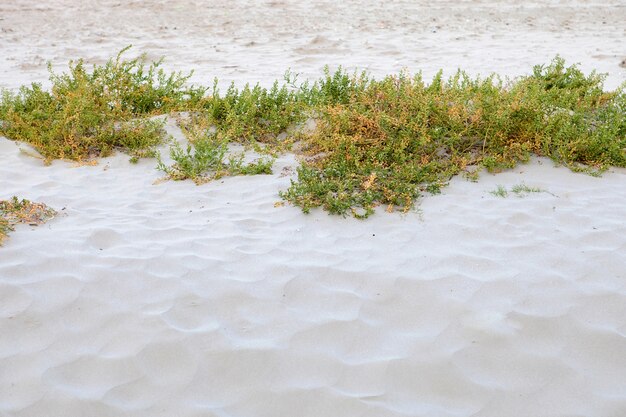 Piante sulla sabbia della spiaggia