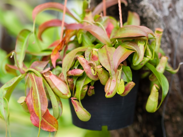 Piante Tropical Pitcher o Monkey Cups.