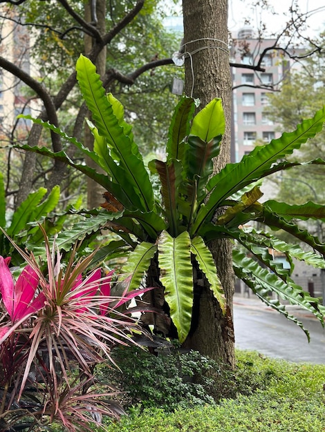 Piante tropicali crescono in un vaso all'angolo di una strada