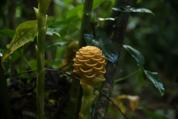 Piante tropicali nella giungla