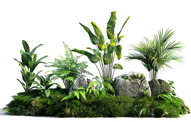 Piante tropicali verdi e rocci su uno sfondo bianco