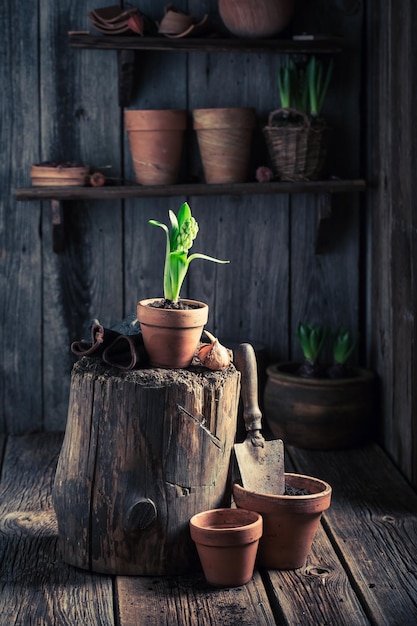 Piante verdi appena coltivate e vecchi vasi di terracotta