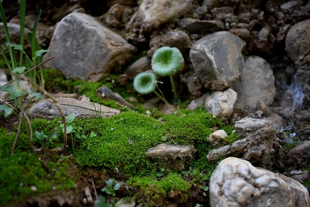 Piante verdi che crescono tra grandi rocce