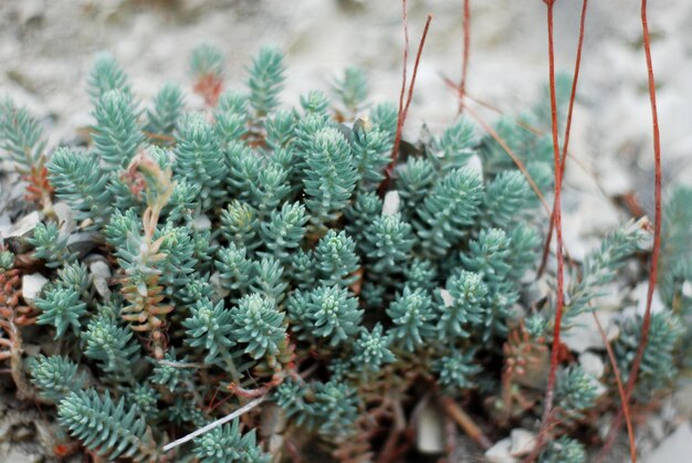 Piante verdi come cactus Sfondo floreale