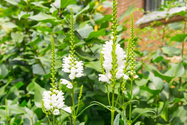 Piante verdi con lunghi fiori bianchi