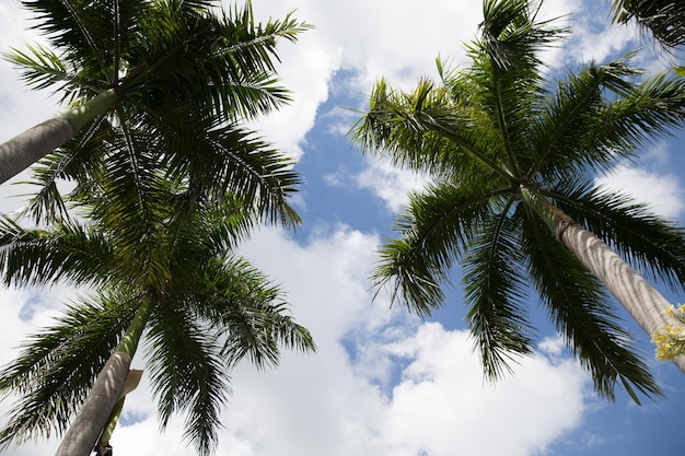 Piante verdi con steli e foglie nel clima tropicale