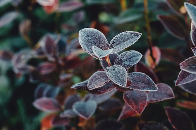 Piante verdi congelate dopo gelo notturno in autunno