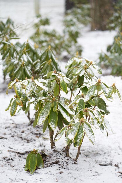 Piante verdi danneggiate dal gelo improvviso