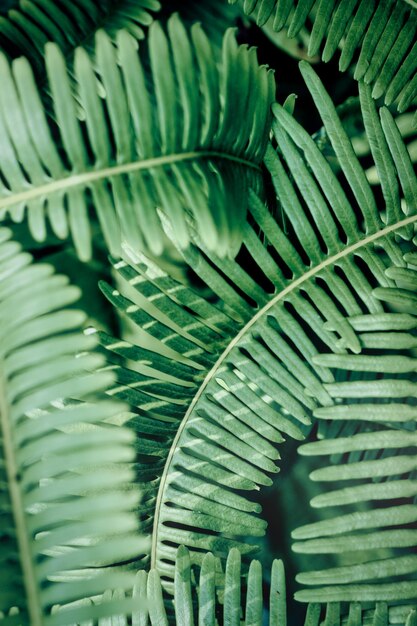 Piante verdi della foresta tropicale delle foglie verdi