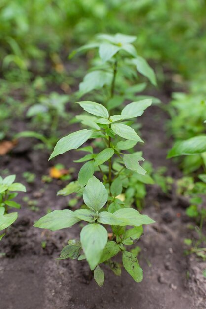 Piante verdi di basilico. Basilico, pronto da mangiare o essiccato.