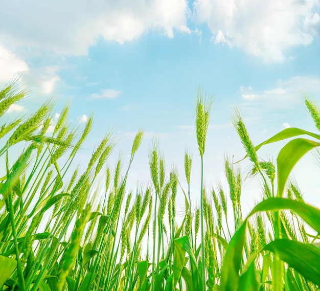 Piante verdi di grano che crescono in alto fino al cielo blu con nuvole Drammatica prospettiva a basso angolo di visione