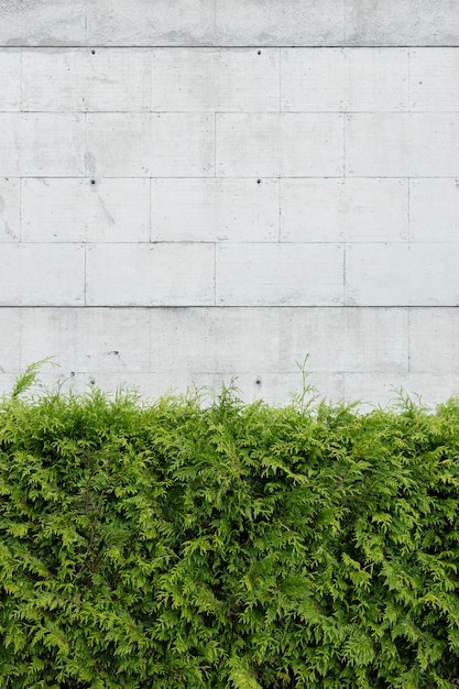 Piante verdi di thuja contro il muro di cemento bianco. Priorità bassa astratta di architettura. Copia spazio