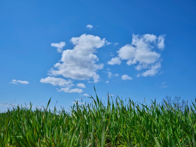 Piante verdi e cielo nuvoloso