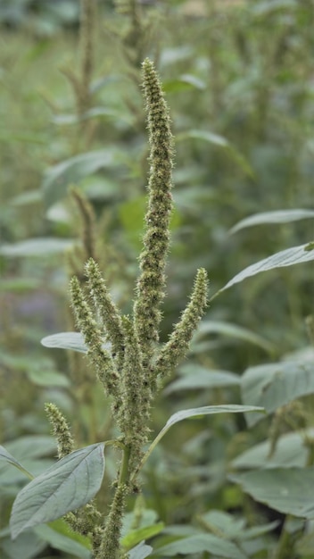 Piante verdi e fiori di Amaranthus powellii noto anche come Powells amaranto pigweed liscio Amaranto verde