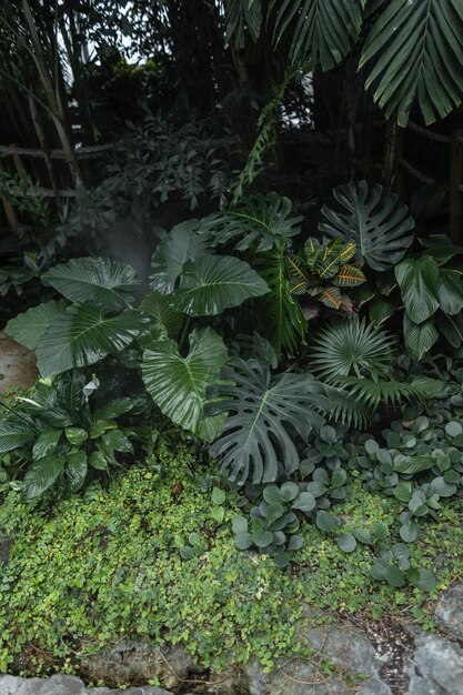 Piante verdi e foglie di palma nella giungla Ecologia e vegetazione