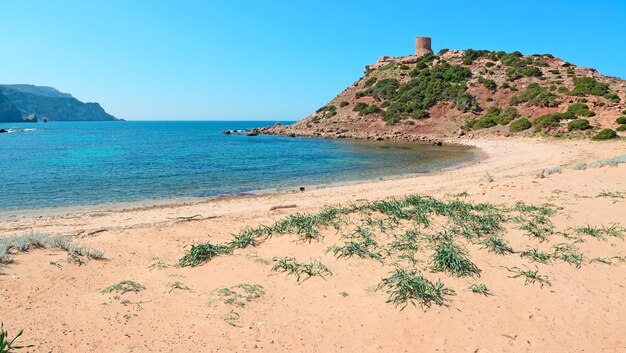 Piante verdi e sabbia rosa dal litorale del Porticciolo Sardegna